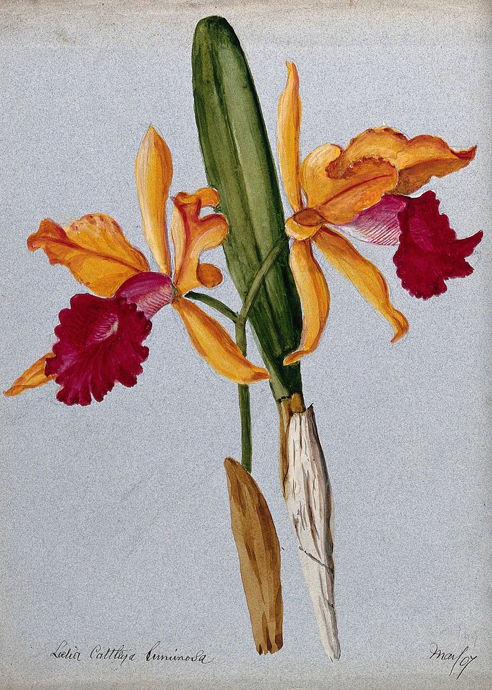 An orchid hybrid (Laelia x Cattleya luminosa): flowering stem and leaves. Watercolour, 1907.