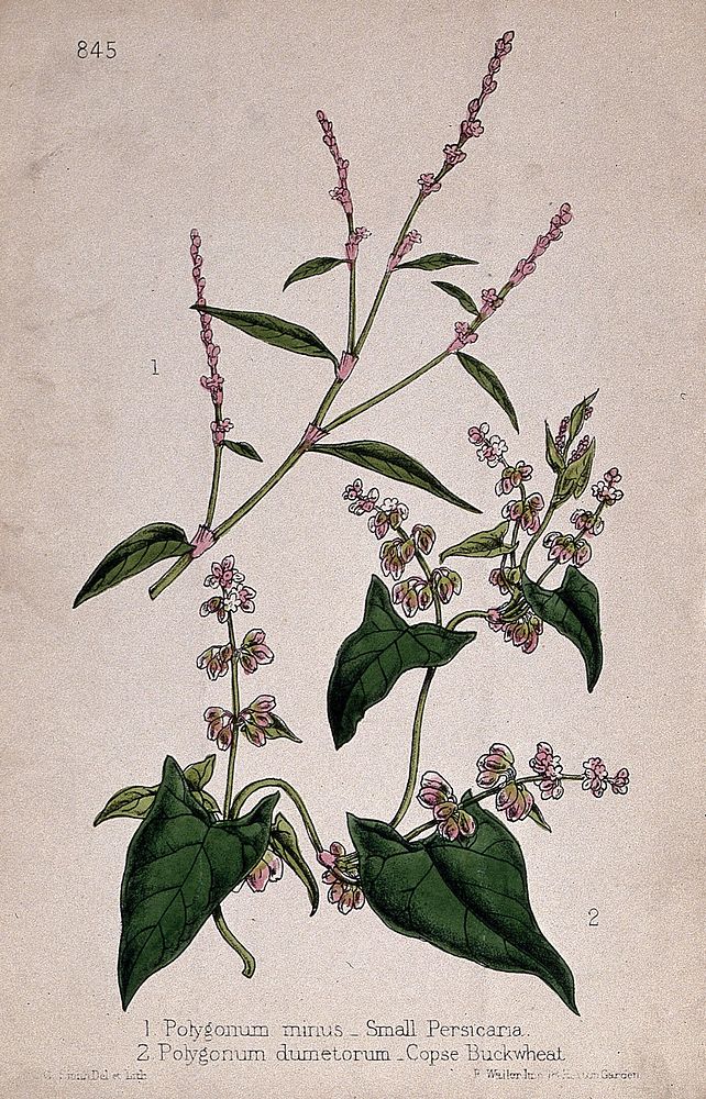 Two species of knotweed (Polygonum species): flowering stems. Coloured lithograph by W. G. Smith, c. 1863, after himself.