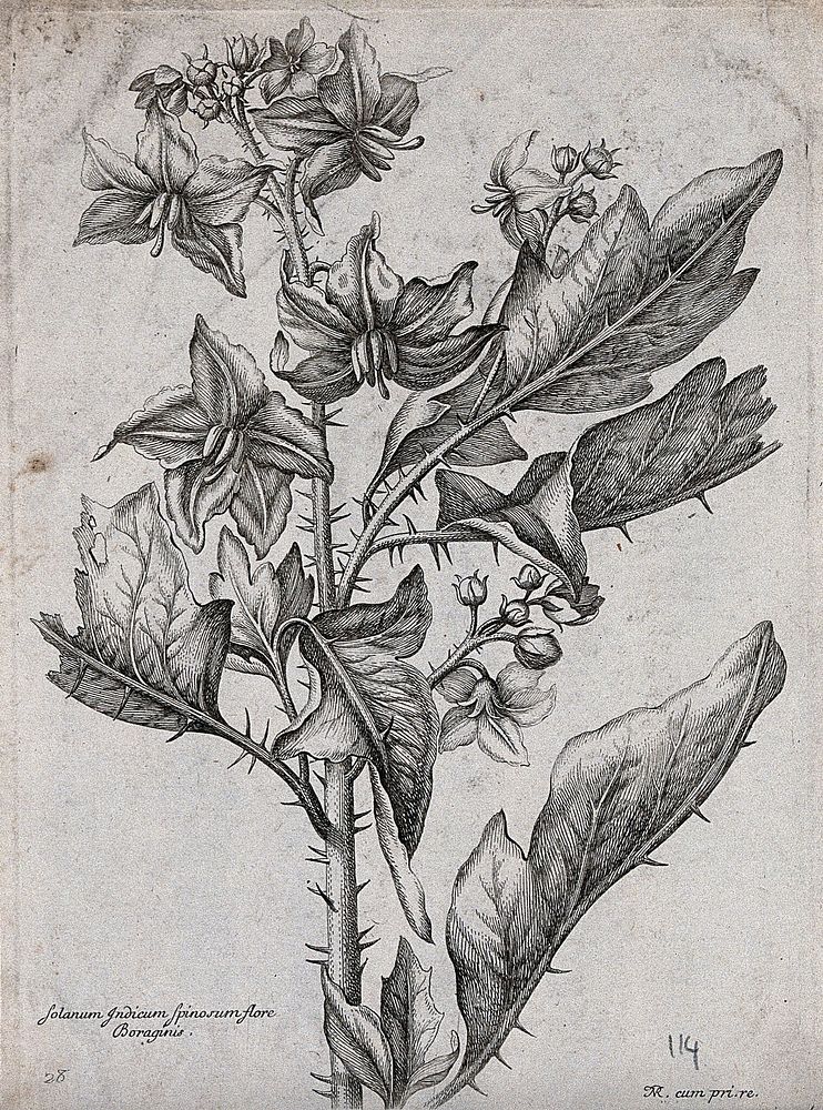 A spiny Solanum plant: flowering stem. Etching by N. Robert, c. 1660, after himself.