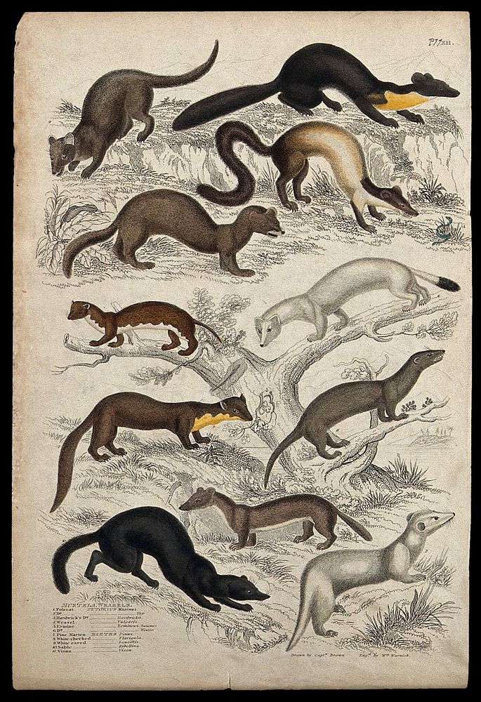 Eleven different specimens of the family of weasels. Coloured etching by W. Warwick after Captain T. Brown.