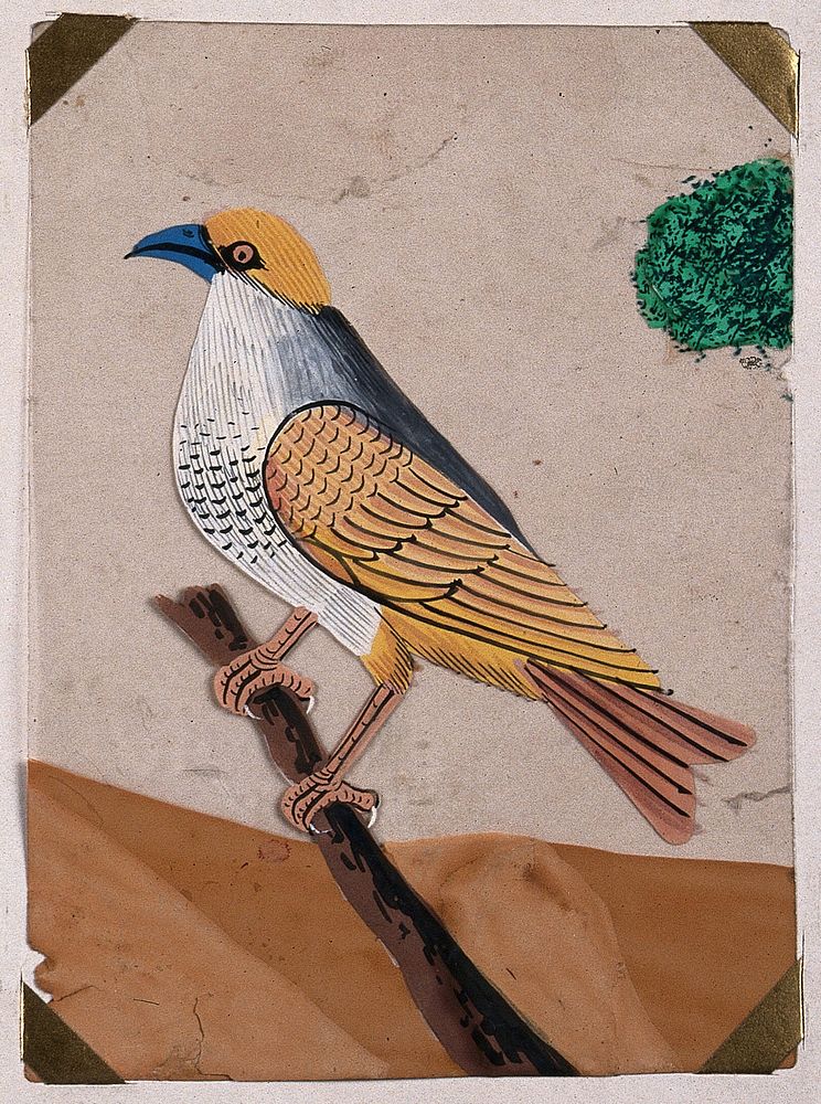 A blue beaked, yellow winged bird. Gouache painting on mica by an Indian artist.