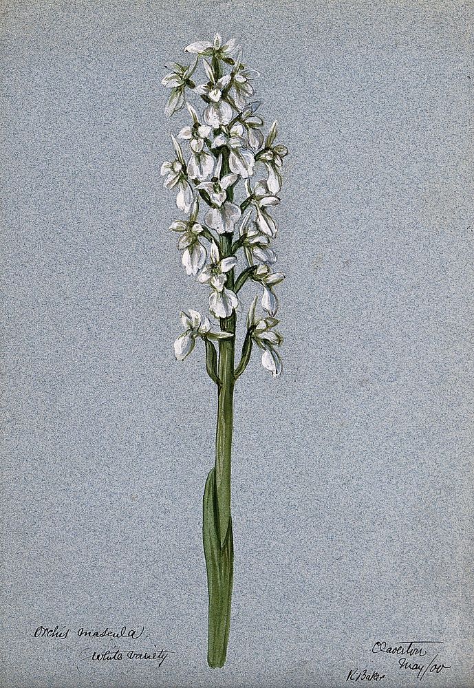 A white variety of the early purple orchid (Orchis mascula): flowering stem. Watercolour by R. Baker, 1900.