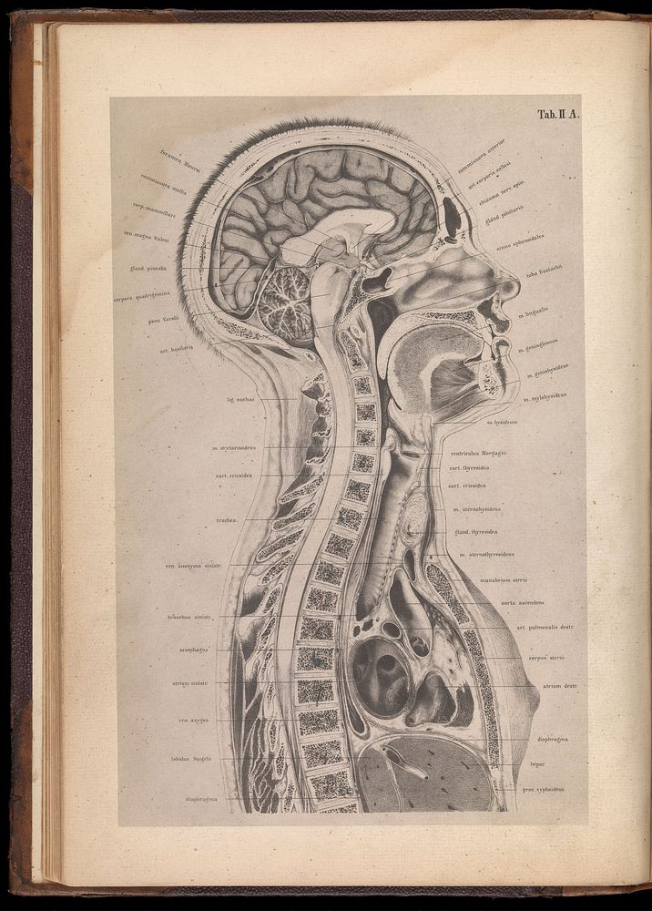 Free Photo Illustration - rawpixel Biology Diagrams