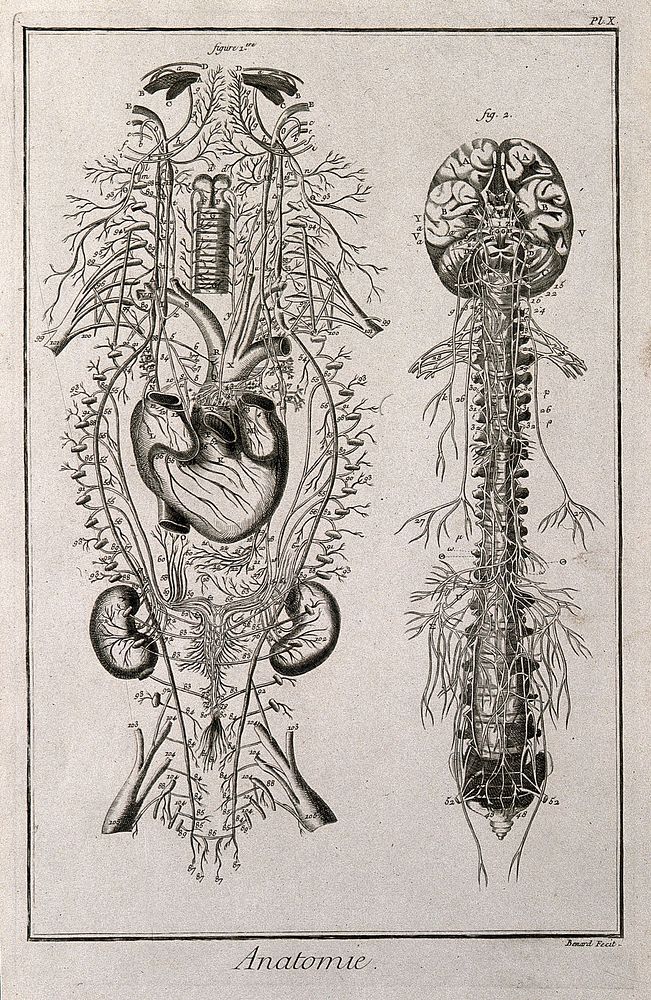 Nervous system after Vieussens (fig. 1); brain and spinal cord after Eustachius (fig. 2) Engraving by Benard, late 18th…
