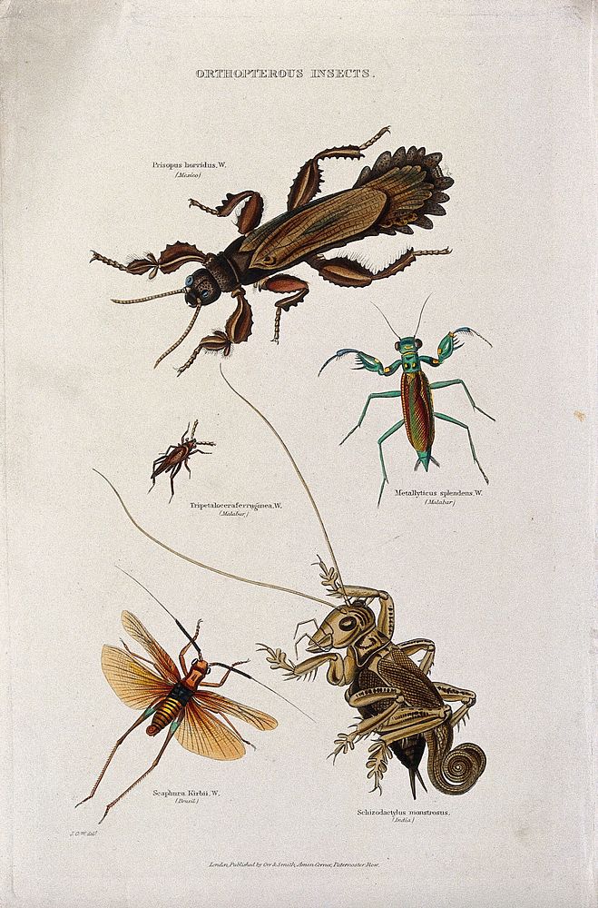 Five insects of the Orthoptera order, including a grasshopper, locust and mantid. Coloured engraving by J. O. W.