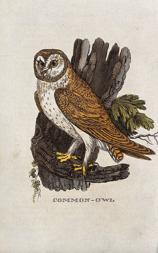 A tawny owl. Coloured engraving.
