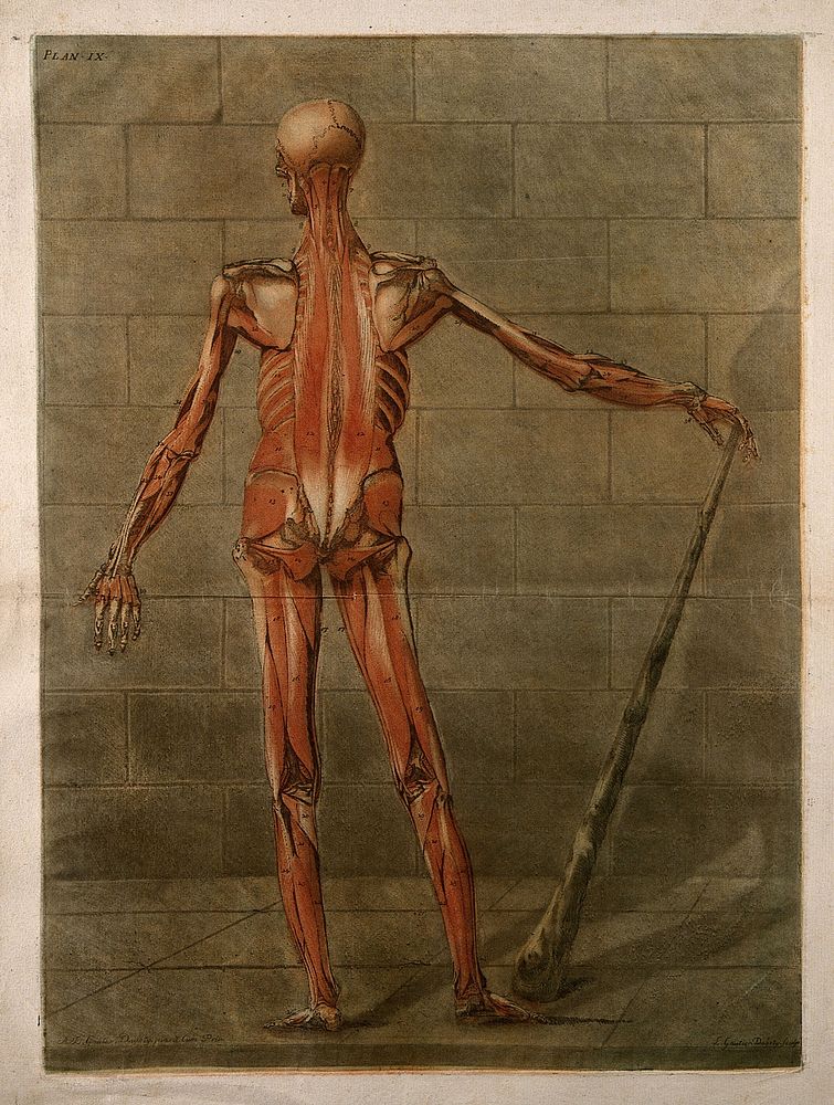A standing écorché figure, seen from behind, showing the third layer of the muscles. Colour mezzotint by A. E. Gautier…