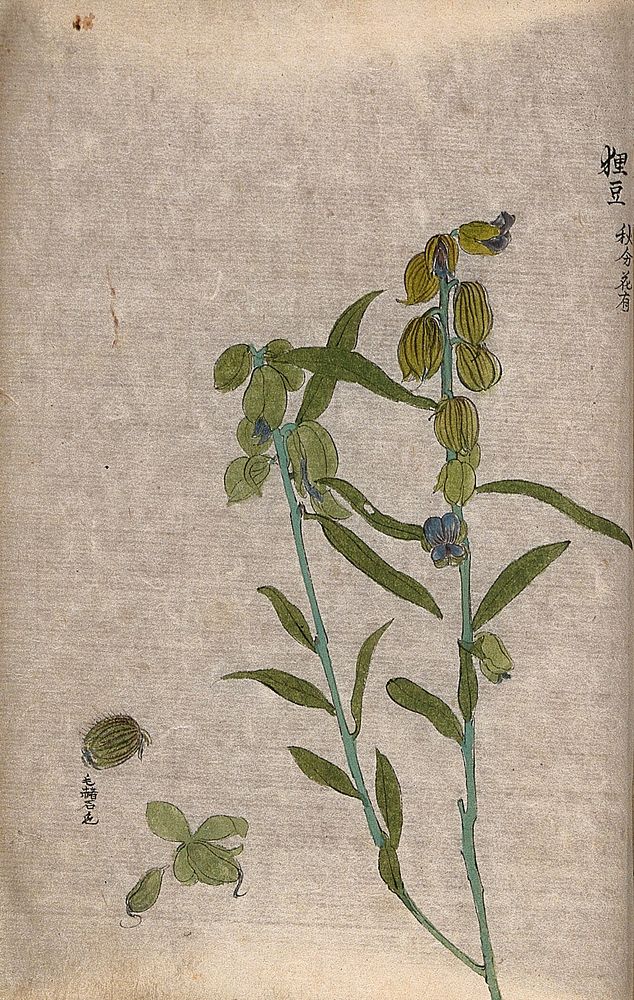A plant of the Leguminosae family: flowering stem with separate flower bud and fruit. Watercolour.