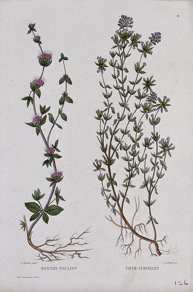 Pennyroyal (Mentha pulegium) and creeping thyme (Thymus serpyllum): entire flowering plants. Coloured etching by C. Pierre…