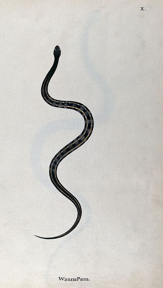 A snake, dark green in colour with pale cross-bands and two narrow yellow bands running along the length of the back.…