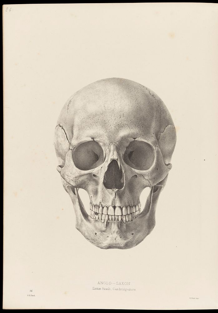 Drawing of a human skull, facing forwards