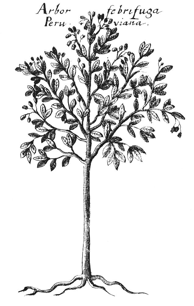 Second illustration, published in Europe, of a Cinchona tree