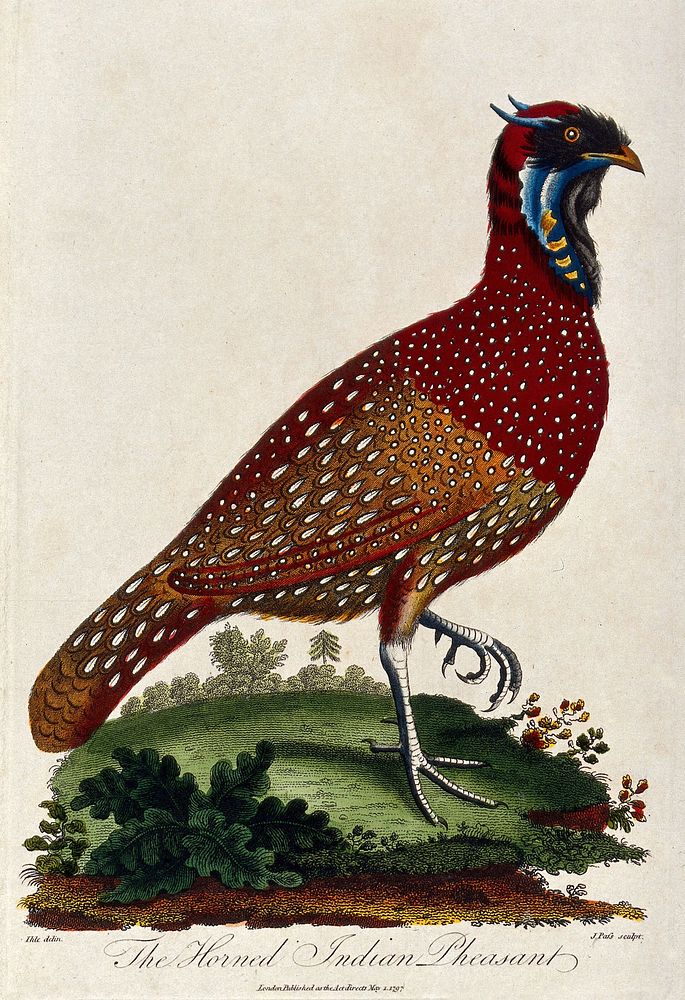 A horned Indian pheasant standing on the grass lifting its left foot. Coloured etching by J. Pass after J. E. Ihle.