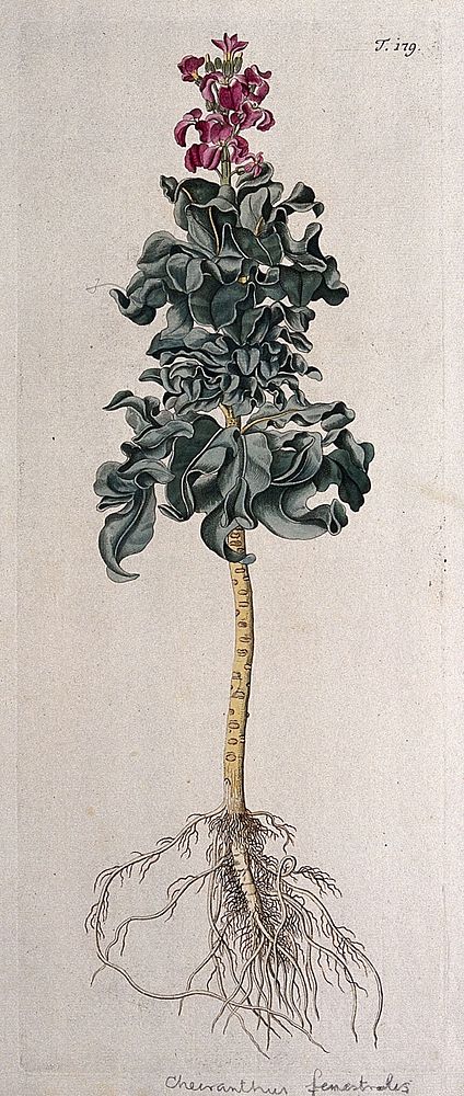A plant (Cheiranthus fenestralis) related to wallflower: entire flowering plant. Coloured engraving after F. von Scheidl…