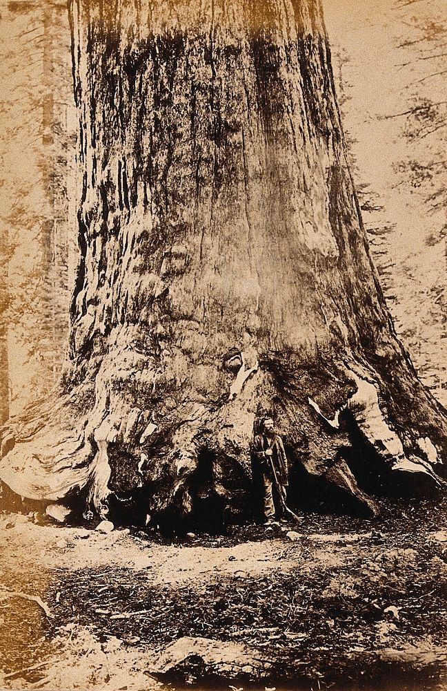 Yosemite National Park, California: the giant sequoia tree known as the 'grizzly giant'. Photograph, ca. 1880.