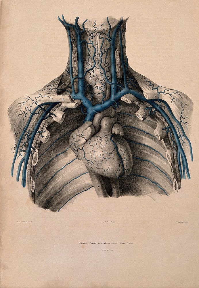 Veins of the neck and chest. Coloured lithograph by William Fairland, 1837, after J. Walsh after W.J.E. Wilson.