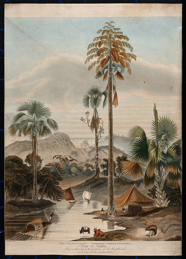 The talipot palm (Corypha umbraculifera) growing by a lakeside in Ceylon. Coloured etching after W. Daniell, c.1827.