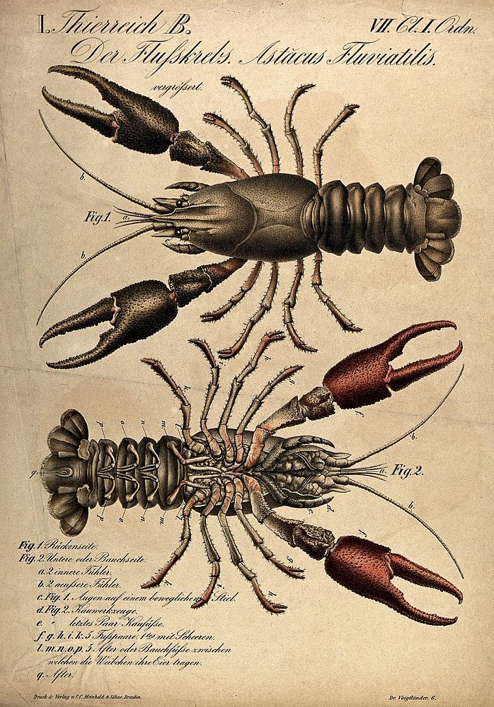 A crayfish: two figures, showing the crayfish from above and below. Chromolithograph, 1870.