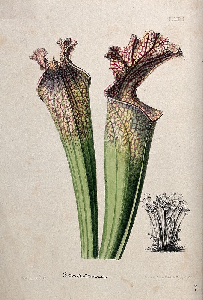 A pitcher plant (Sarracenia drummondii): two pitchers and a small depiction of an entire plant. Coloured zincograph by L.…