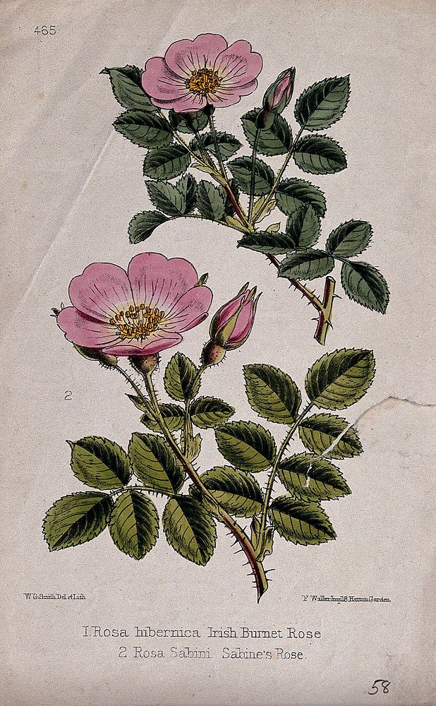 Two wild roses (Rosa hibernica and Rosa involuta): flowering stems. Coloured lithograph by W. G. Smith, c. 1863, after…