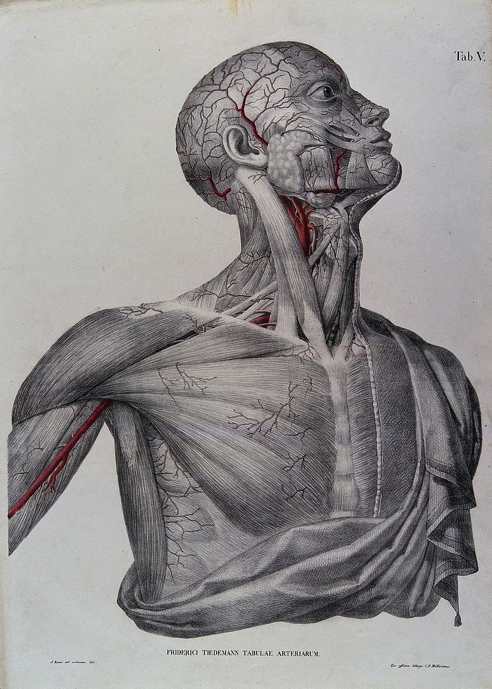 Head, neck, shoulder and chest of a male écorché, with arteries and blood vessels indicated in red. Coloured lithograph by…