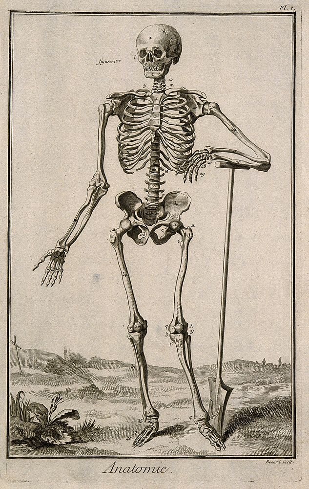 A human skeleton, seen from the front, resting the bones of his left forearm on a spade handle, after Vesalius. Engraving by…