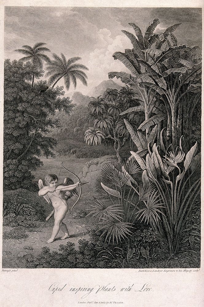 Cupid inspiring plants with Love, in a tropical landscape. Engraving by F. Bartolozzi and H. Landseer, c.1812, after…