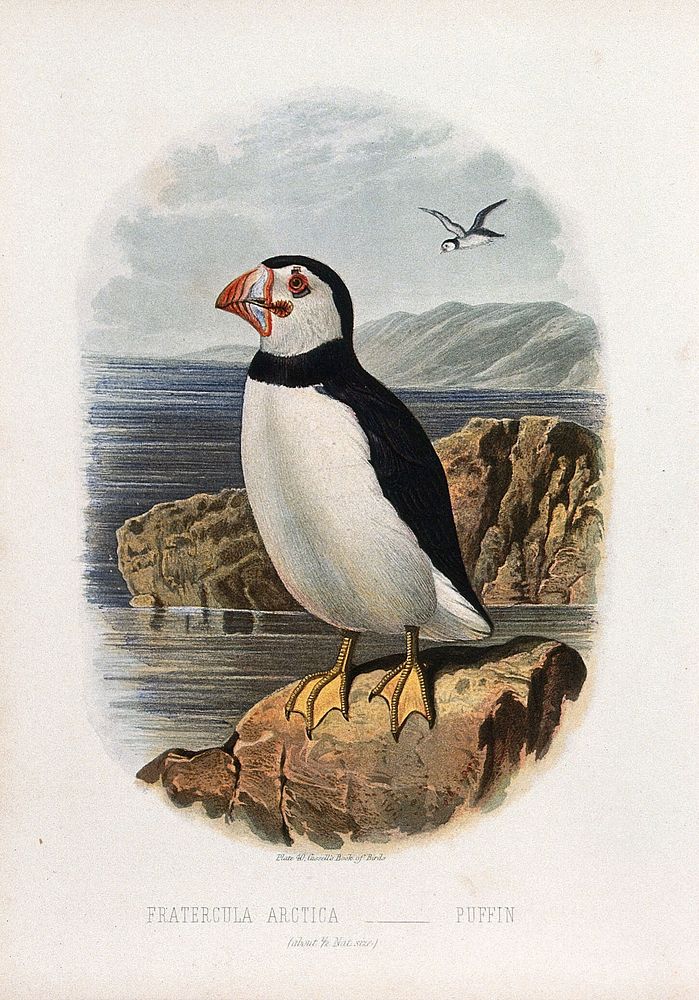 A puffin (Fratercula arctica). Colour lithograph, ca. 1875.