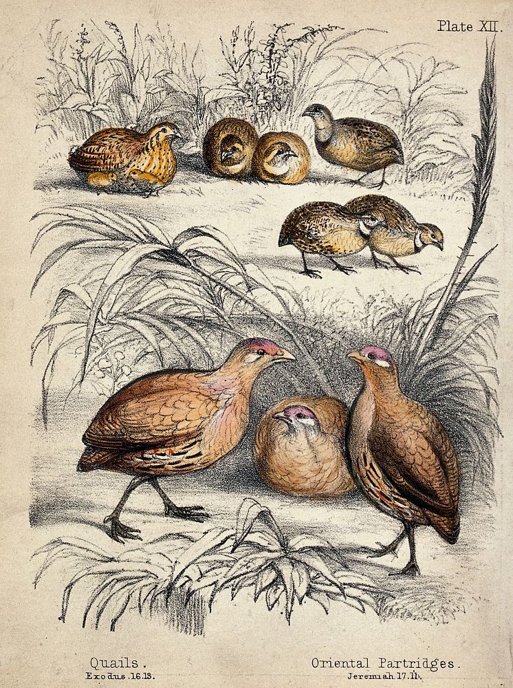 Above, six quails with two freshly hatched quails, below, three Oriental Partridges. Coloured chalk lithograph.