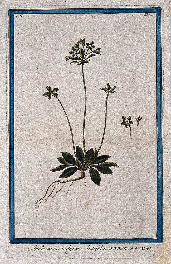 Rock-jasmine (Androsace sp.): entire flowering plant with separate single flower and corolla. Coloured etching by M.…