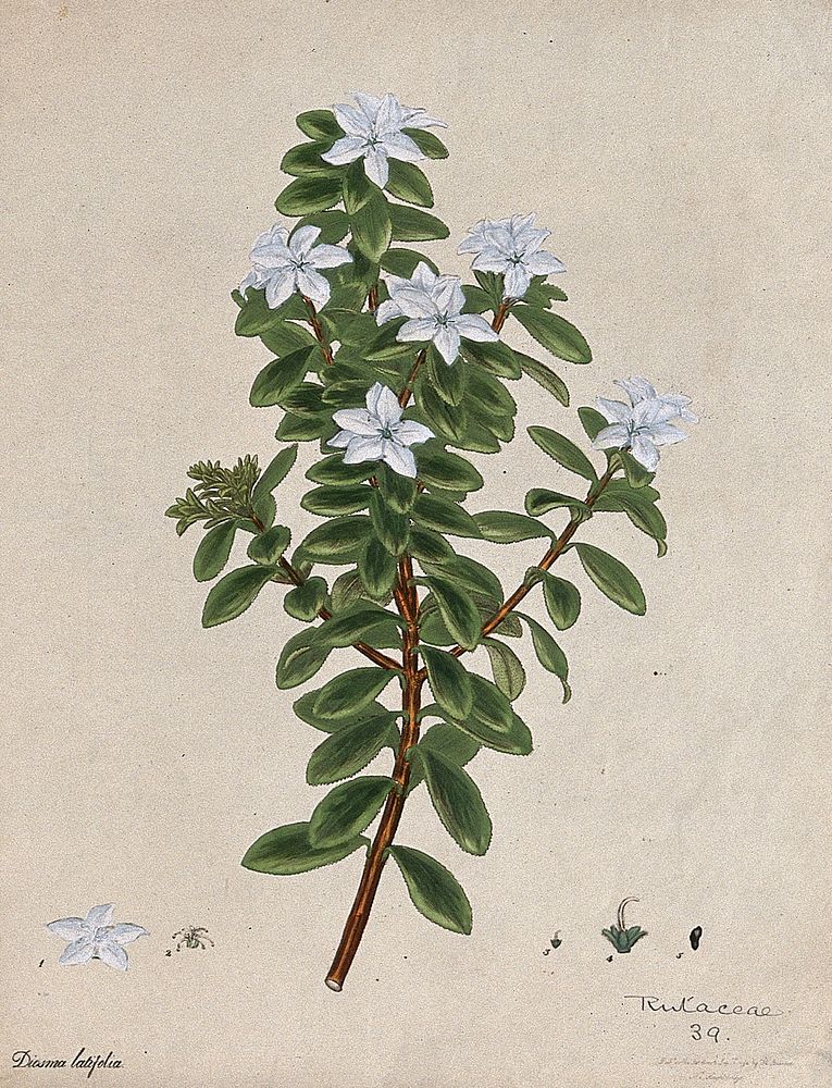 A plant (Diosma latifolia): flowering stem and floral segments. Coloured engraving, c. 1798, after H. Andrews.