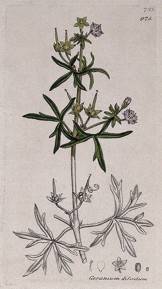 Cut-leaved cranesbill (Geranium dissectum): flowering stem and floral segments. Coloured engraving after J. Sowerby, 1800.