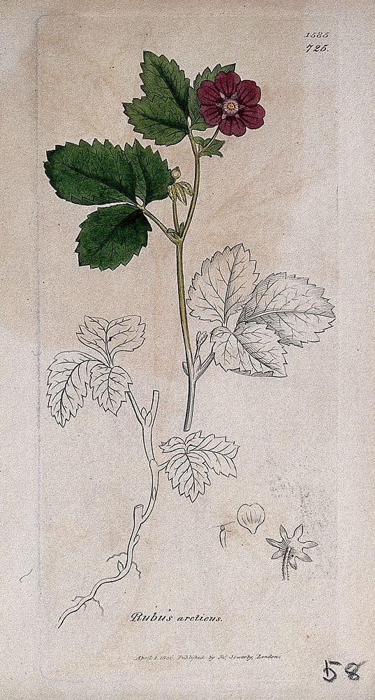 Arctic raspberry (Rubus arcticus): flowering stem, root and floral segments. Coloured engraving after J. Sowerby, 1806.