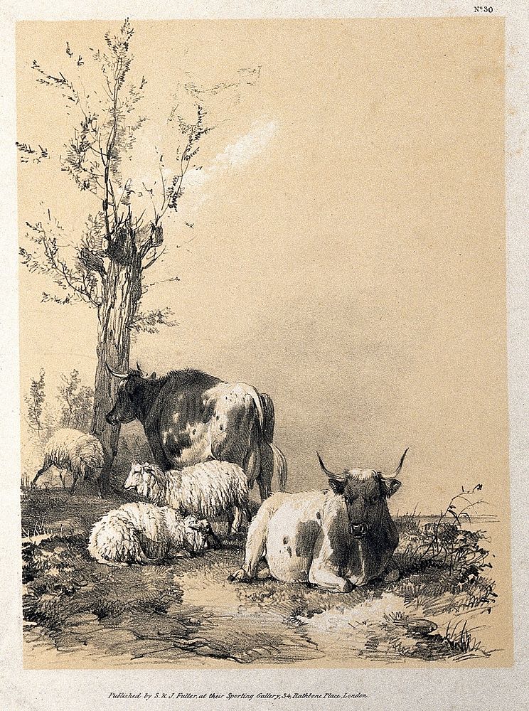 Cows and sheep resting in a field. Lithograph with gouache by A. Ducote.