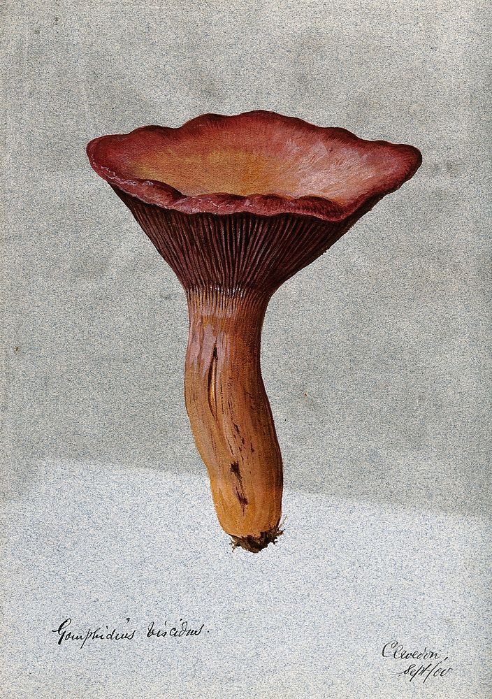 Pine spike cap fungus (Chroogomphus rutilus): one fruiting body. Watercolour, 1900.