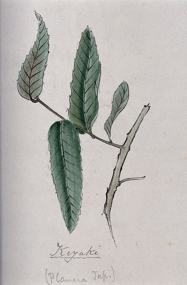 Keyaki (Zelkova serrata): branch with leaves. Coloured pen drawing by S. Kawano.