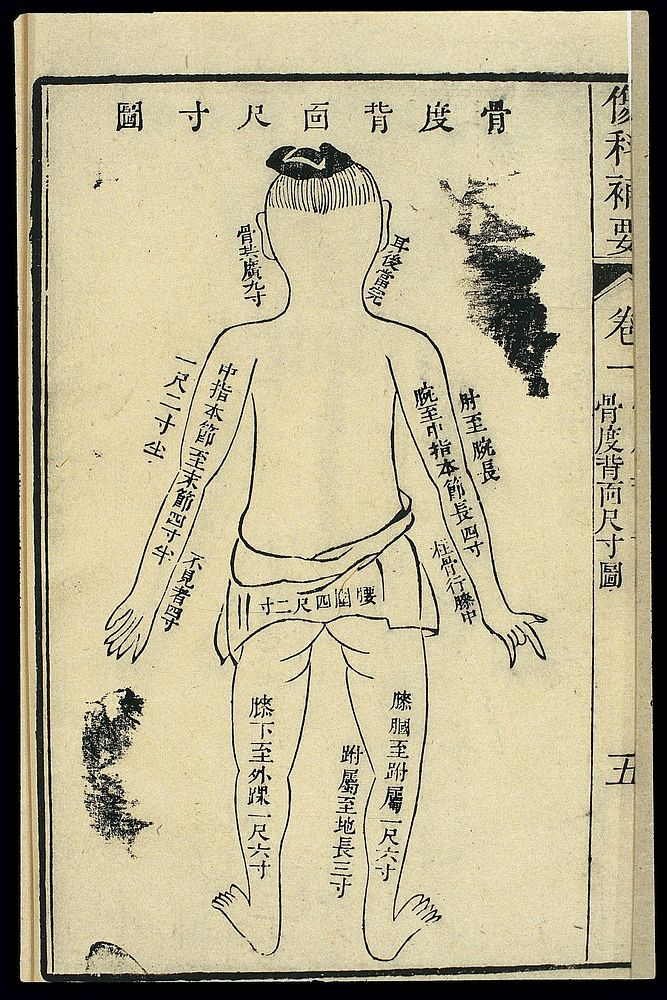 Chinese woodcut: Bone measurements - back of the body