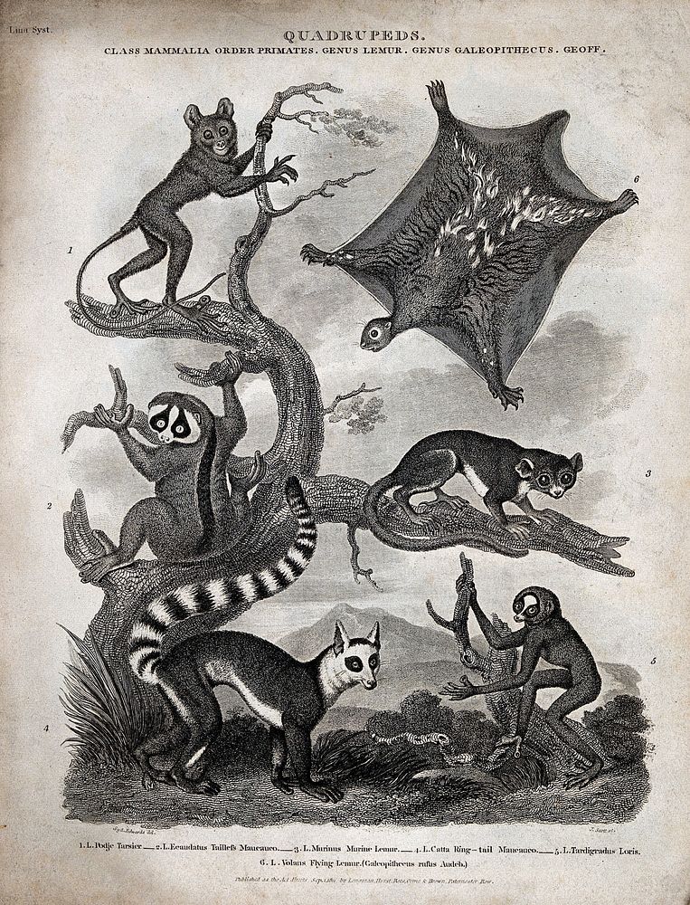 Six arboreal primates of the family Lemuridae. Line engraving by J. Scott after S. Edwards.
