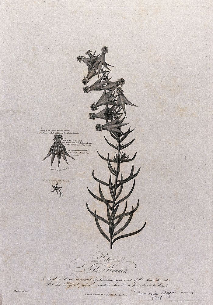 Toadflax (Linaria sp. var.): flowering stem with separate labelled floral segments. Engraving by Warner, c.1801, after…