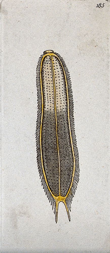 A parasitic flat-worm. Coloured etching.