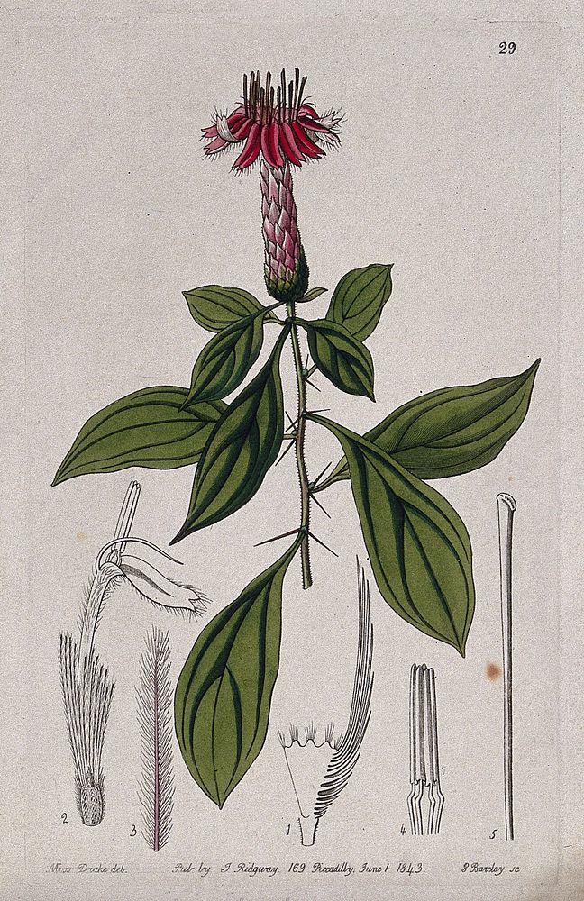 A tropical plant (Barnadesia rosea): flowering stem and floral segments. Coloured engraving by G. Barclay, c. 1843, after S.…