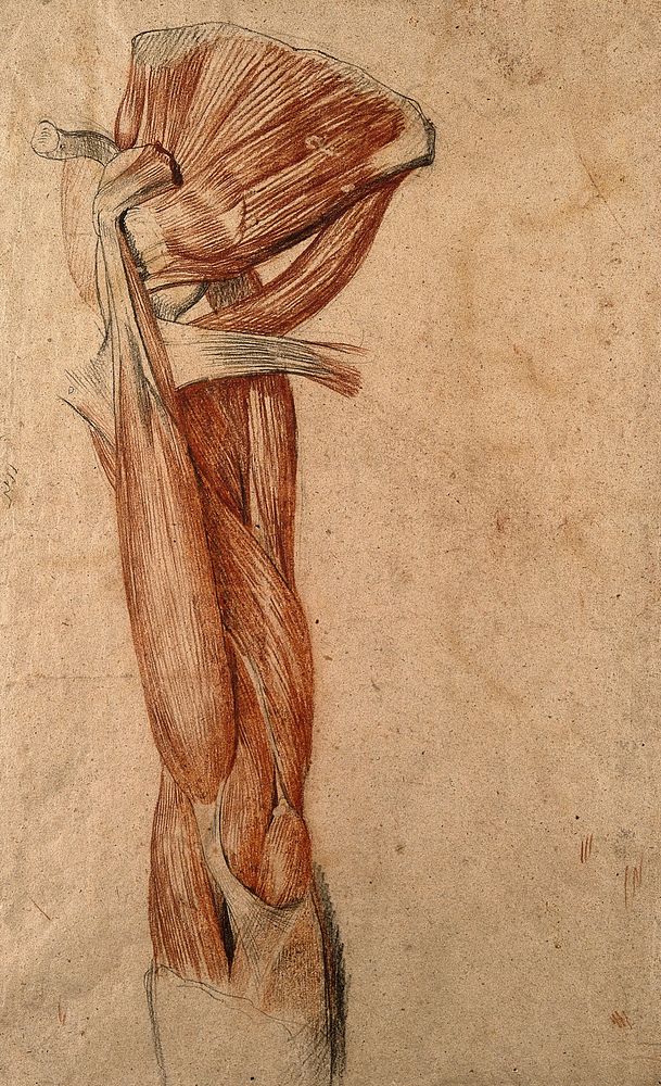 Muscles of the arm. Black and red chalk drawing, by C. Landseer, ca. 1815.