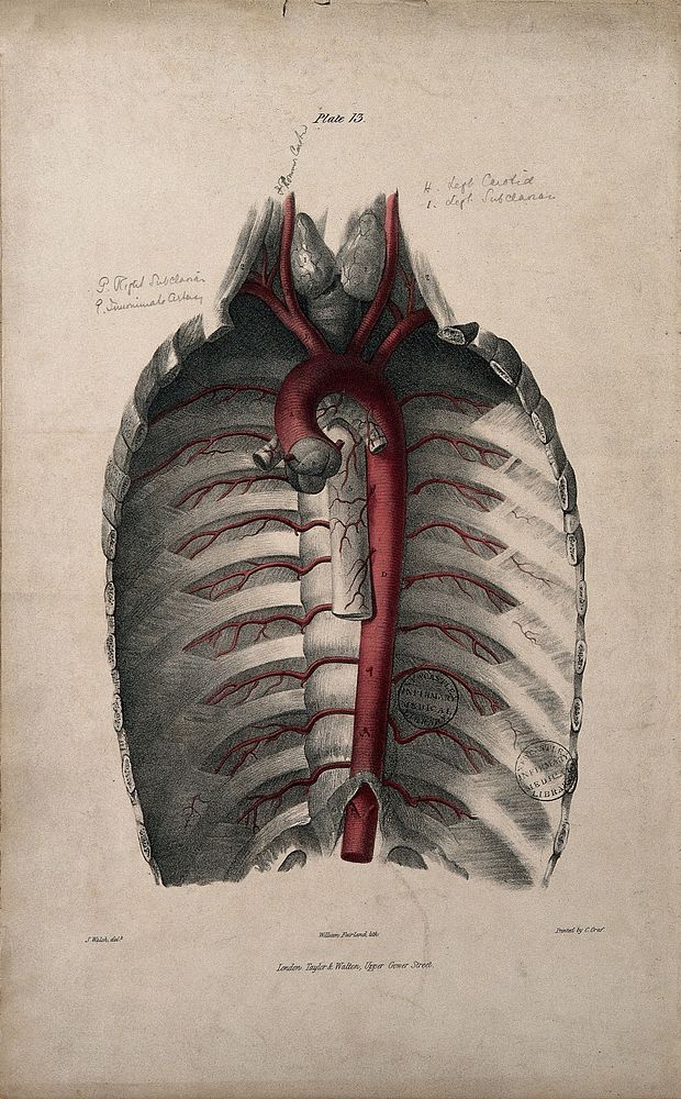 The aorta and ribs. Coloured lithograph by William Fairland, 1837, after J. Walsh.