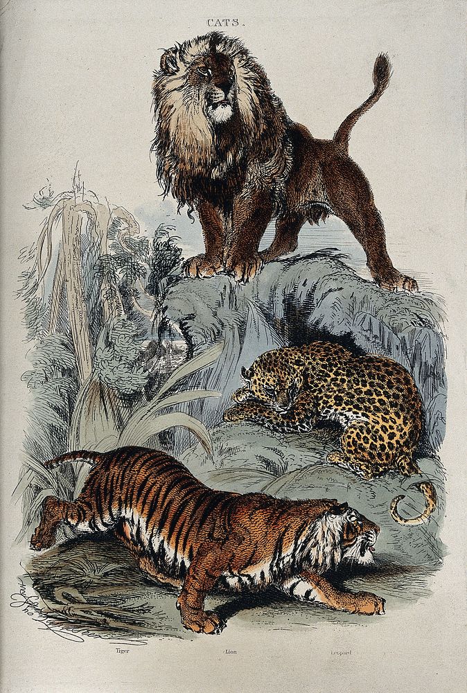 Three cats: A lion standing on a rock, a leopard curled up under neath, and a tiger prowling. Coloured etching by T.…
