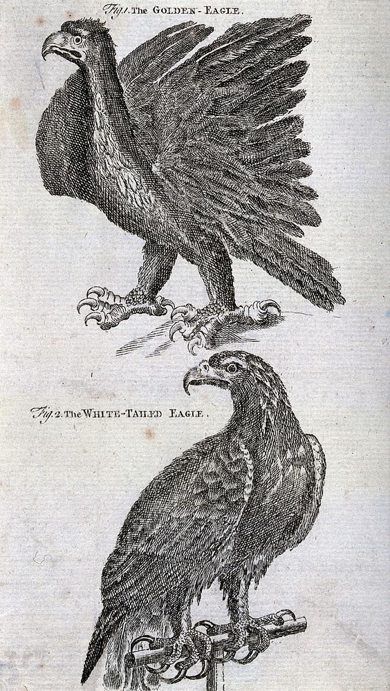 A golden eagle (Aquila chrysaetus) and white-tailed eagle (Haliaetus ablicilla). Engraving.