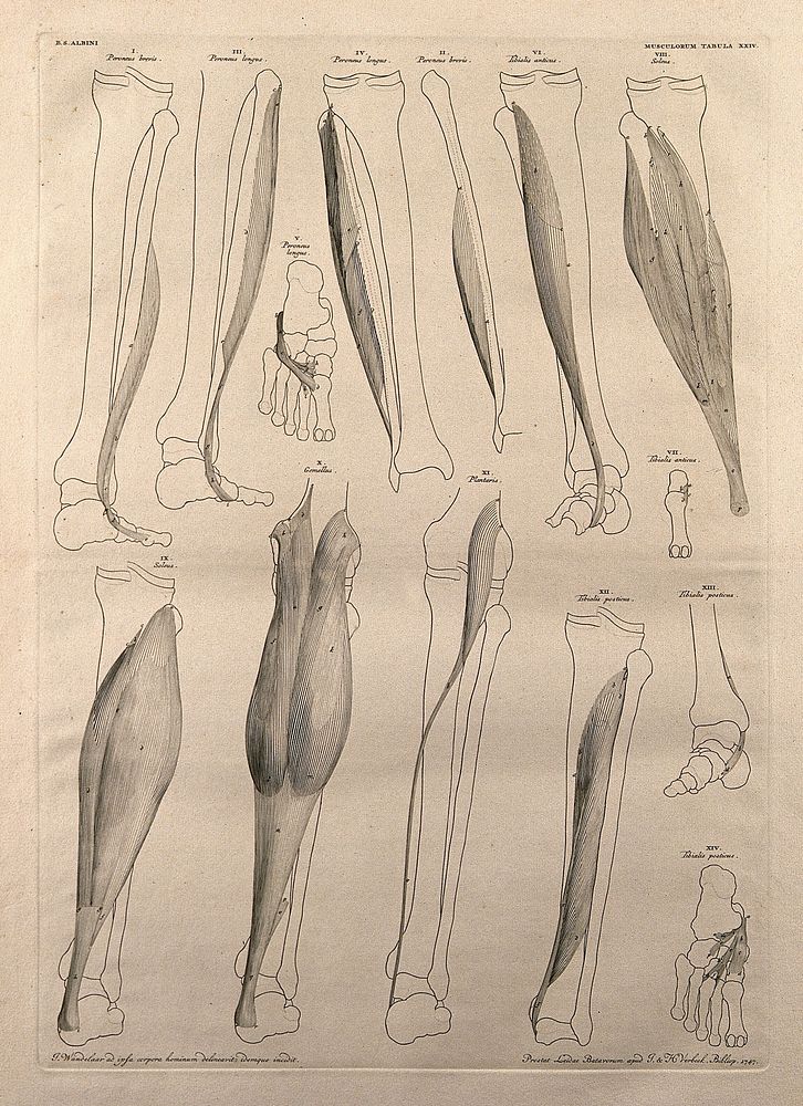 Muscles and bones of the leg and foot: fourteen figures. Line engraving by J. Wandelaar, 1747.
