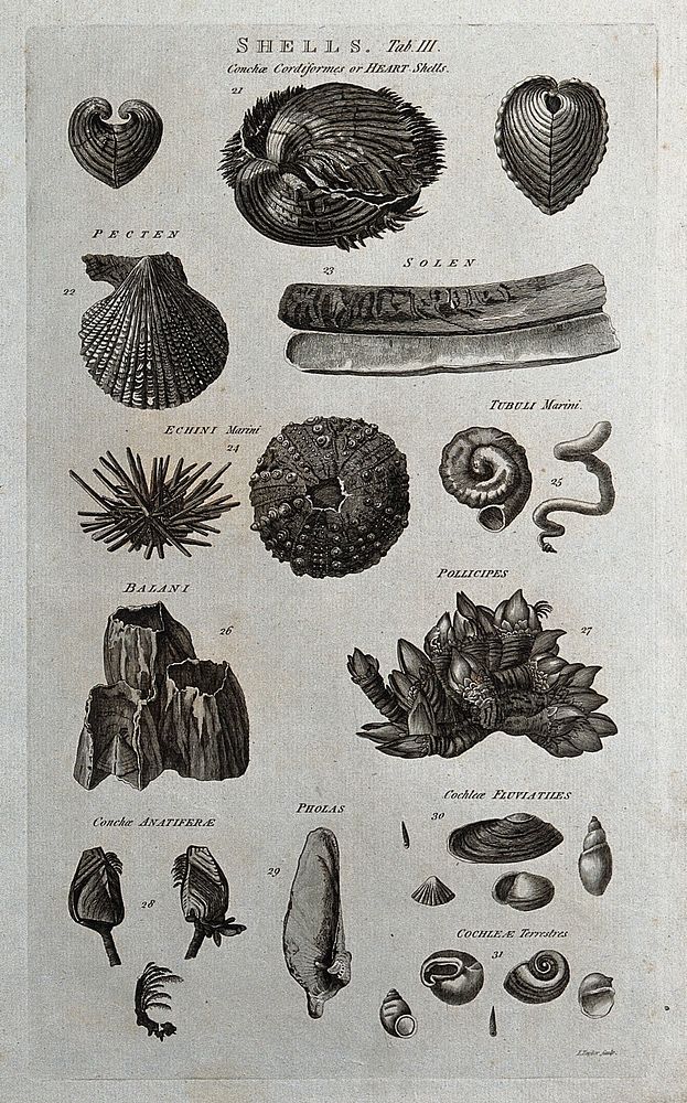 A variety of shells, including heart shells, tubuli and balani. Etching by I. Taylor.