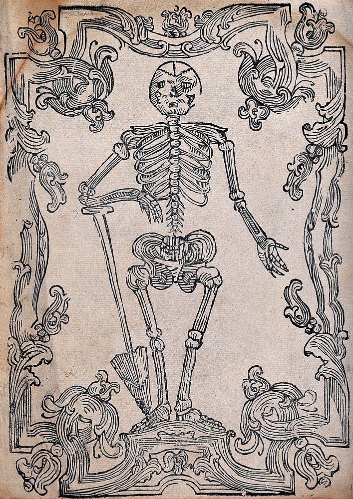 A skeleton encircled with a decorative band. Woodcut.