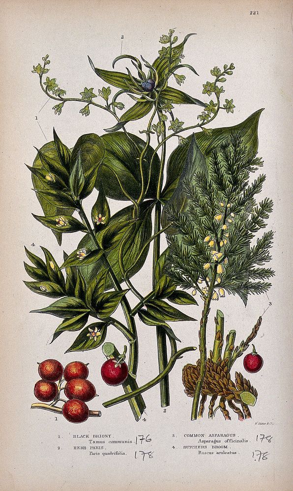 Four flowering and fruiting plants: black bryony, herb Paris, common asparagus and butchers broom. Chromolithograph by W.…