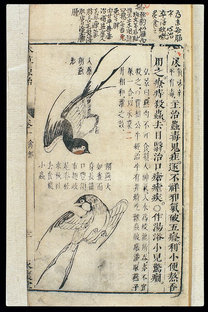 Chinese Materia medica, C17: Birds, red-rumped swallow
